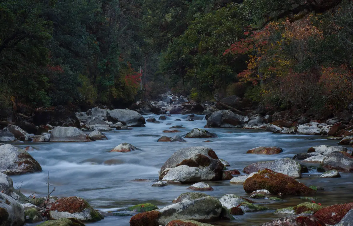 A Bhutanese river winding through forested lowlands — the subtropical south, a very different Bhutan from the high Himalayan valleys most visitors picture