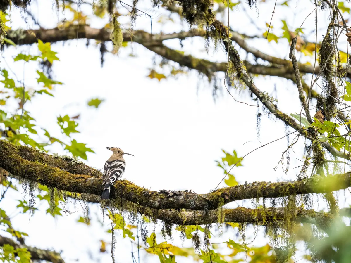 A Eurasian hoopoe on a mossy branch in a Bhutanese forest
