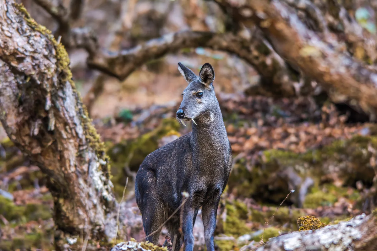 A Himalayan musk deer in temperate forest — males carry downward-curving tusks instead of antlers, one of the quickest ways to tell the species apart from Bhutan's barking deer and serow