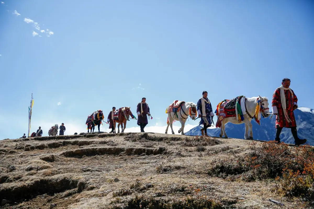 Mountain trek through Bhutan's pine forests on an alpine trail — the type of landscape hikers traverse on the approach to Tiger's Nest
